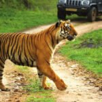 Tiger in Chhattisgarh