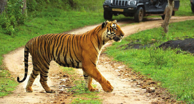 Tiger in Chhattisgarh