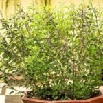 Health Care Tips Tulsi