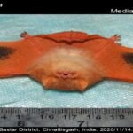 Kerivoula Picta