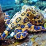 Blue Ringed Octopus