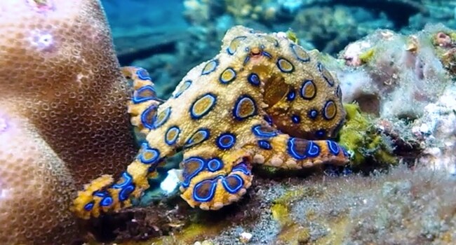 Blue Ringed Octopus