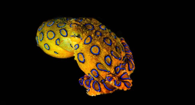 Blue ringed octopus