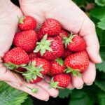 Strawberry Benefits