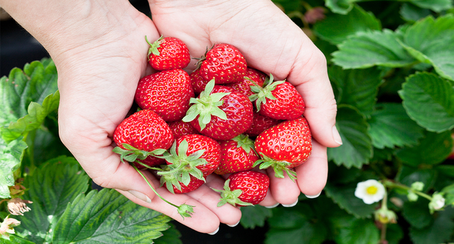 Strawberry Benefits