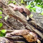 Python Tree
