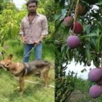 Most Expensive Mango