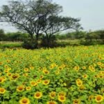 Rajiv Gandhi Kisan Nyay Yojana