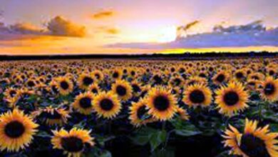 Sunflower Farming