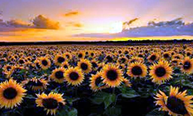 Sunflower Farming