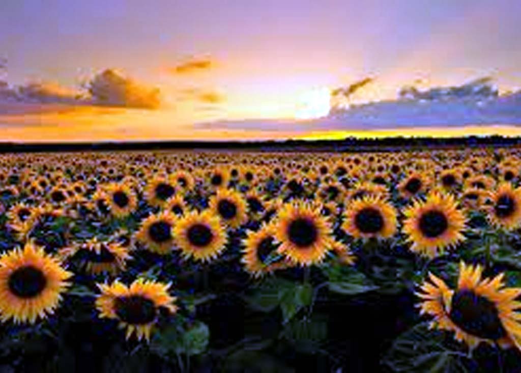Sunflower Farming