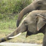 Chhattisgarh Elephant Tracking and Alert