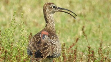 व्हिम्ब्रेल पक्षी