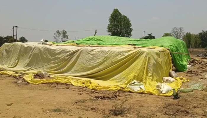 धान का उठाव