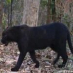 Black panther seen in Chhattisgarh