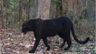 Black panther seen in Chhattisgarh