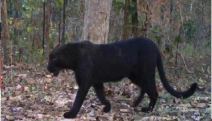 Black panther seen in Chhattisgarh