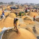 Purchase of paddy on support price