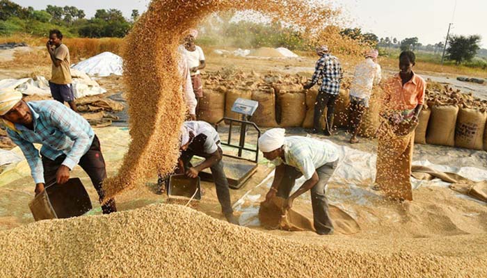 Paddy purchase in Chhattisgarh